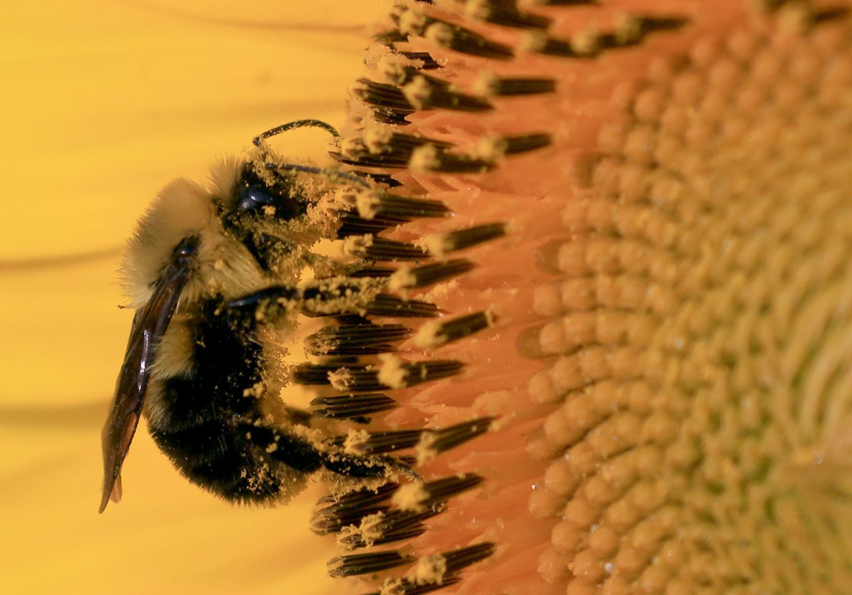 Sunflowers blooming at Columbia Bottom Conservation Area in North St. Louis County.